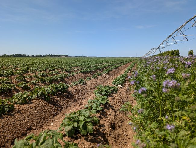 Agriculture intégrée