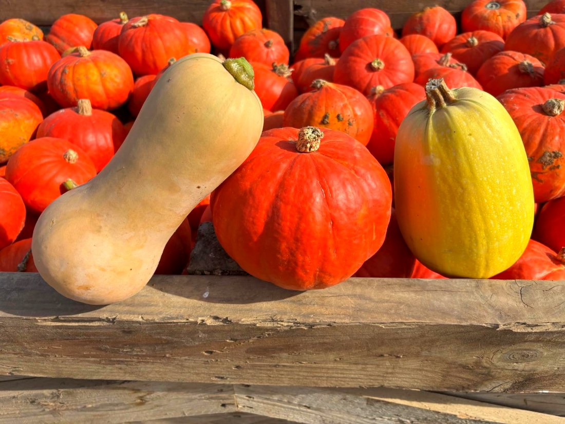 Potimarron, butternut et courge spaghetti